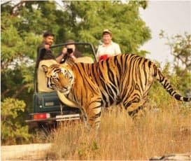 Ranthambore