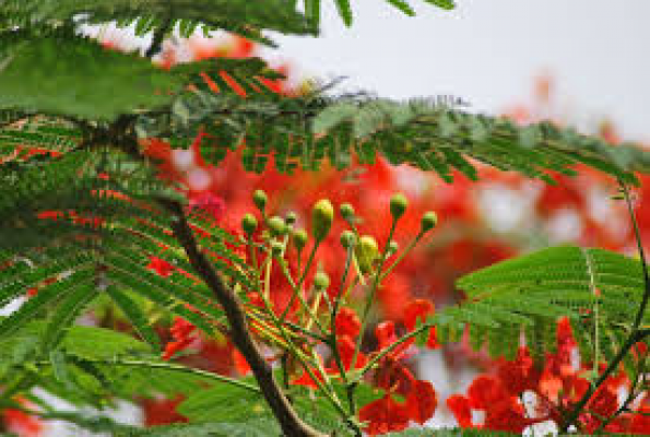 Gulmohar Garden 2
