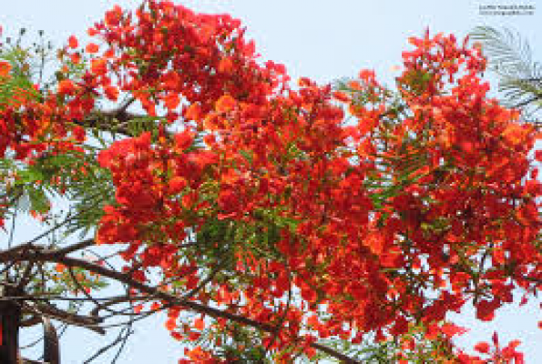 Gulmohar Garden 3